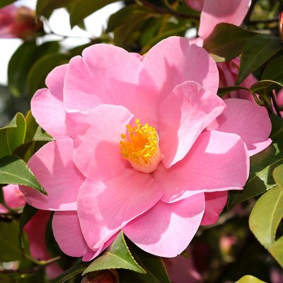 Kamelia (camellia)