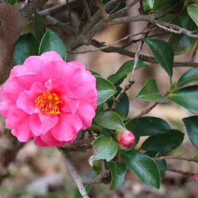Kamelia (camellia)