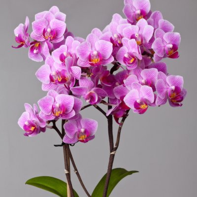 Storczyki (Orchidea)