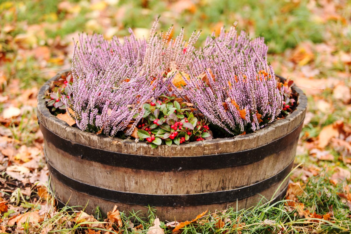 Dekoracja ogrodowa z wrzosów