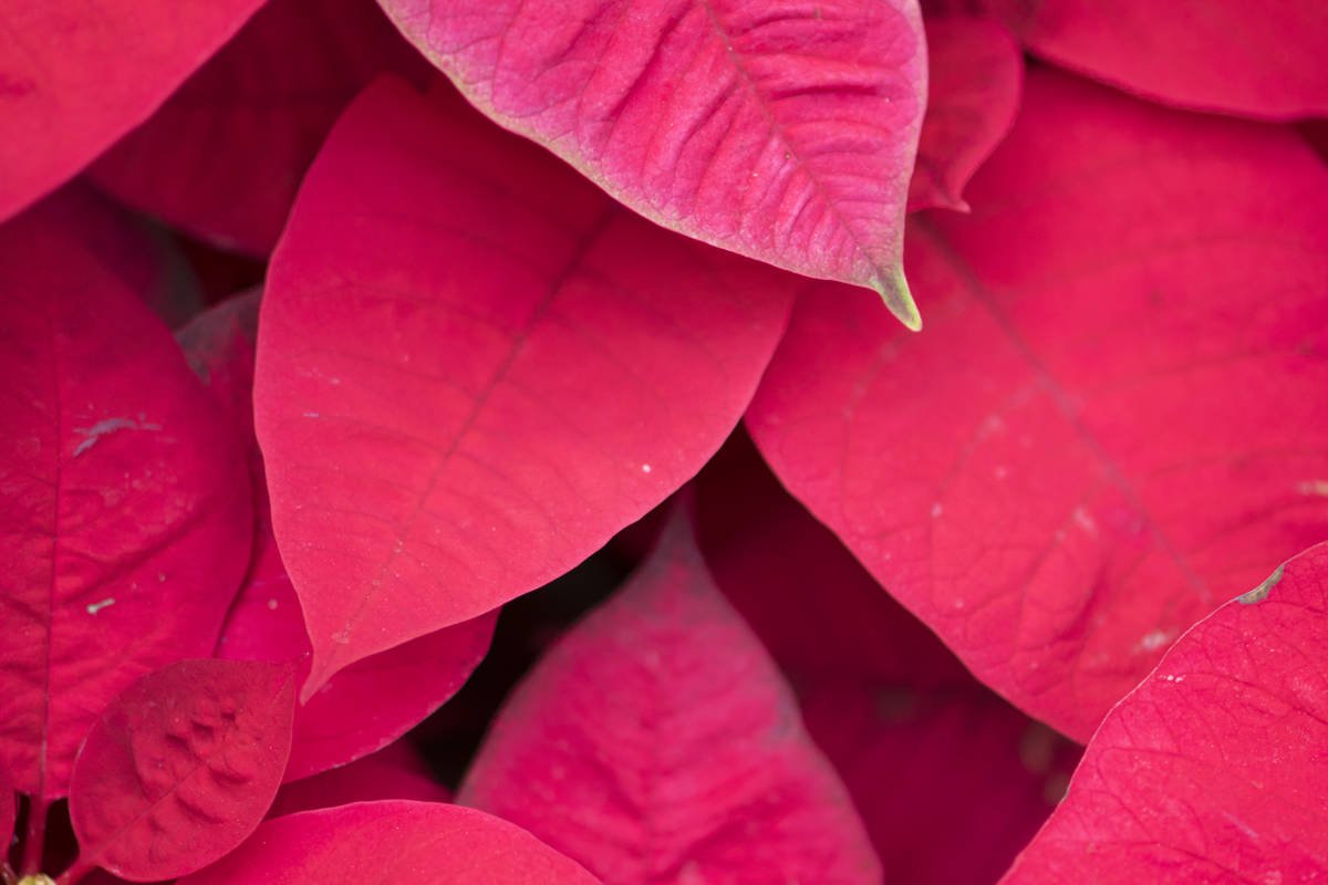 Wilczomlecz nadobny (poinsecja)