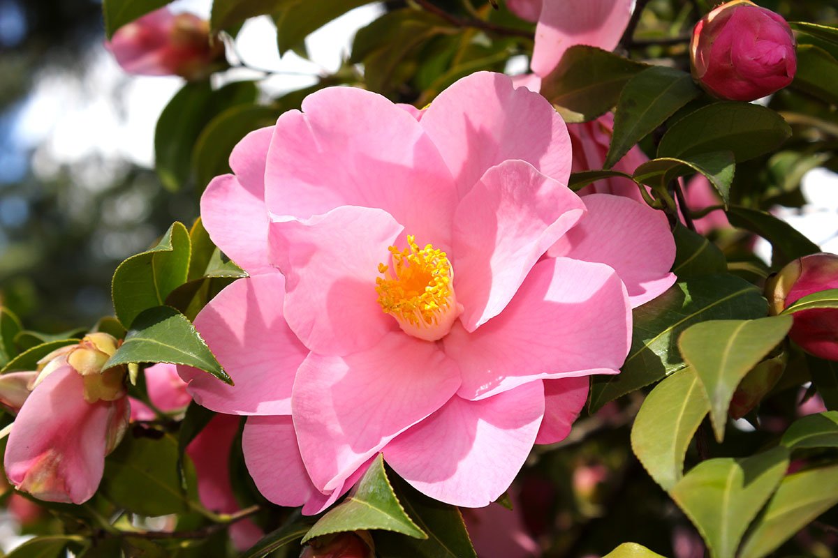 Kamelia (camellia)