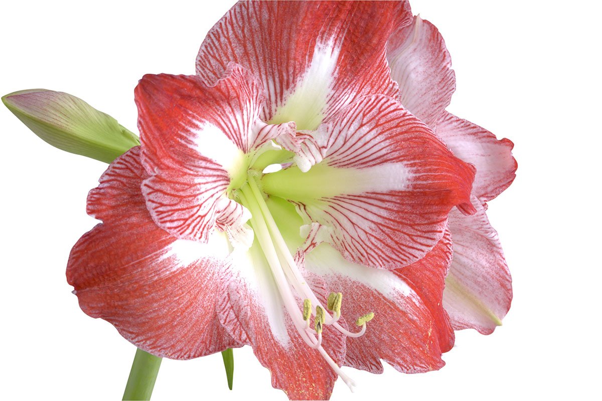 Zwartnica (Hippeastrum)