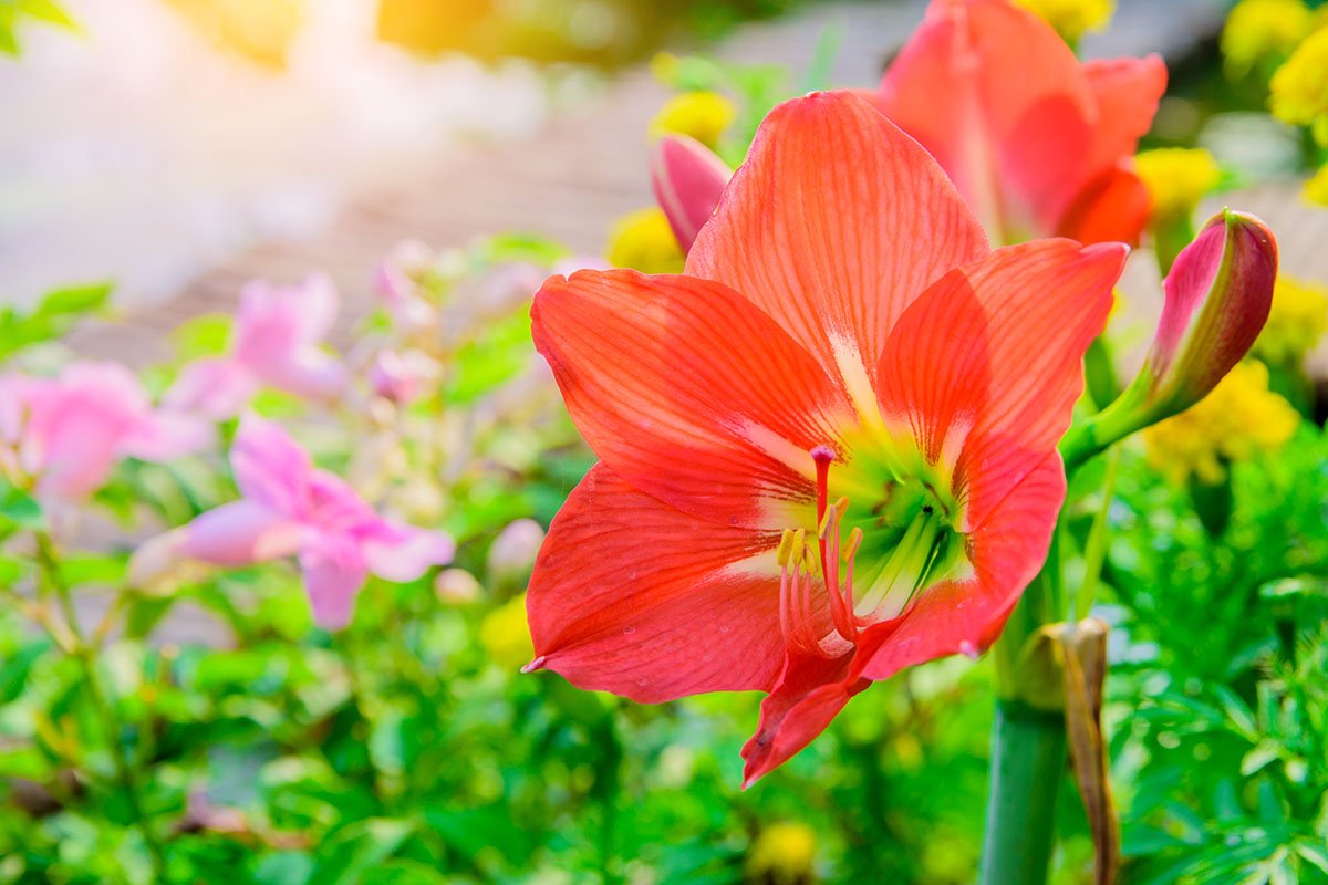 Zwartnica (Hippeastrum)