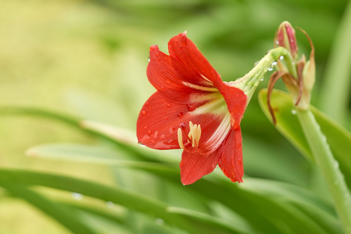 Zwartnica (Hippeastrum)