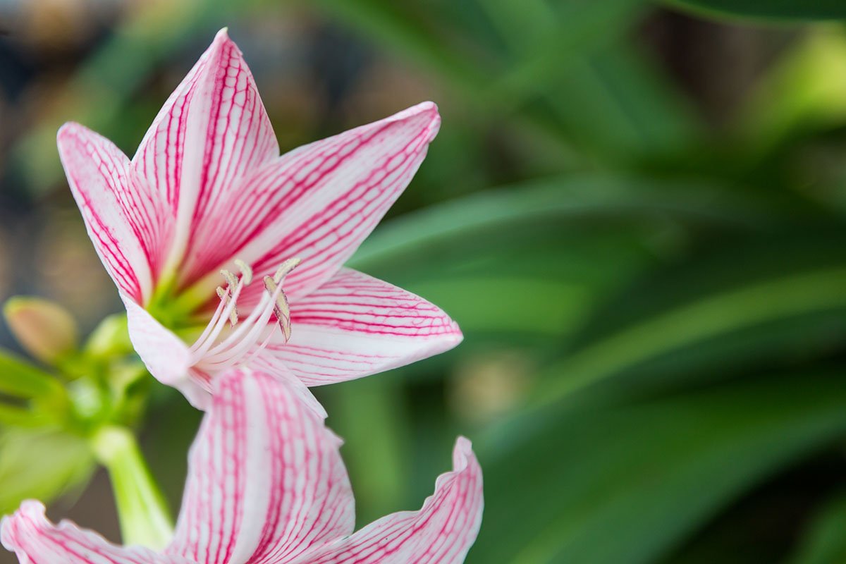 Zwartnica (Hippeastrum)