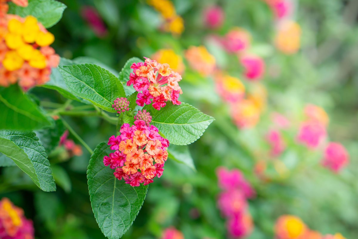 Lantana (lantana camara)