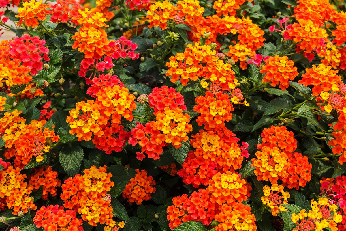 Lantana (lantana camara)