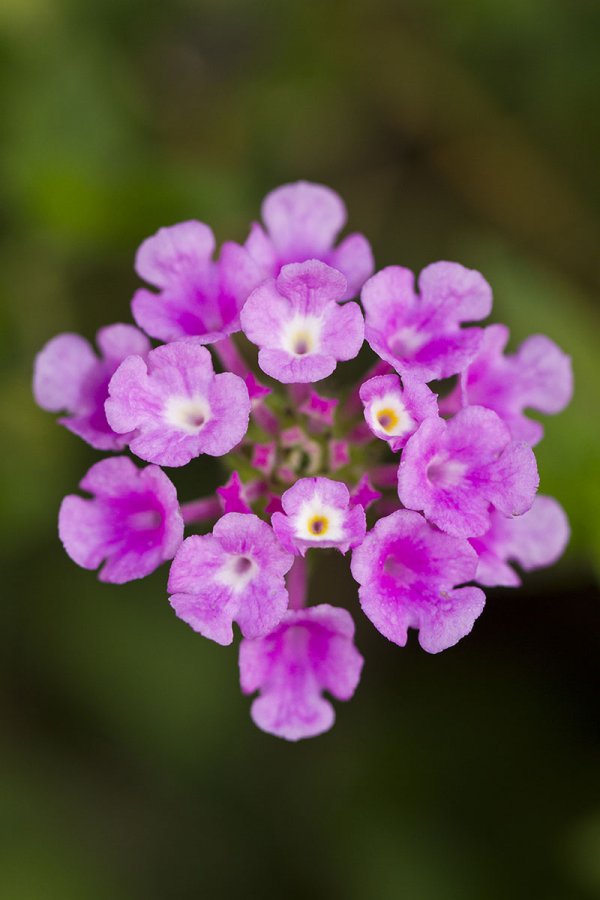 Lantana (lantana camara)