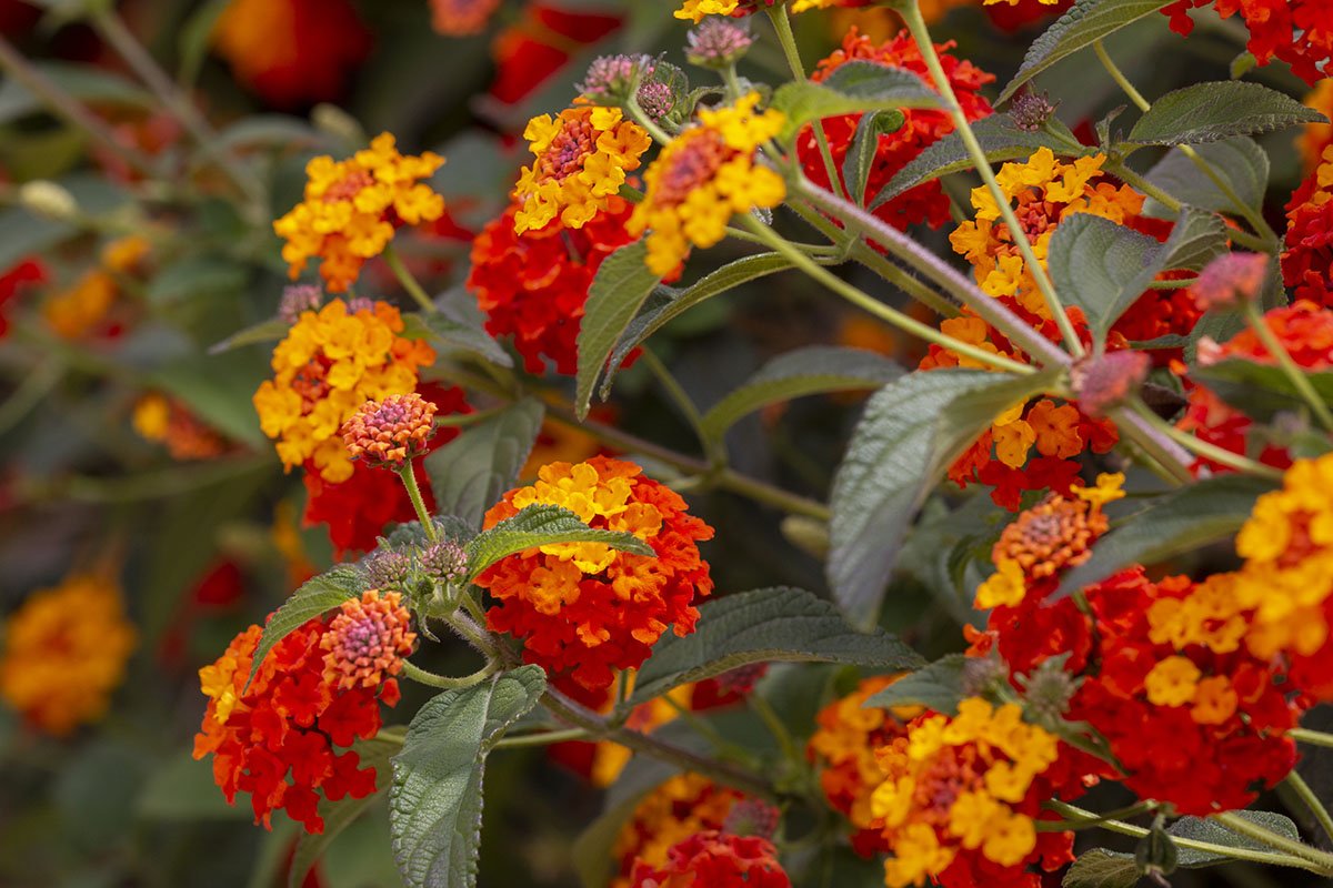 Lantana (lantana camara)