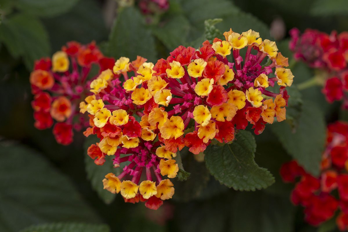 Lantana (lantana camara)