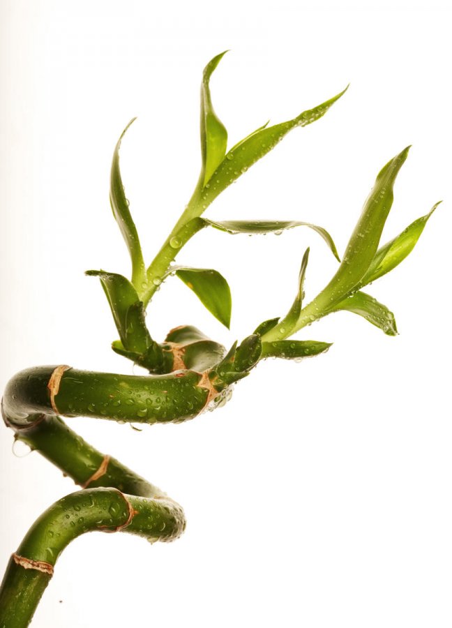 Szczęśliwy bambus (dracena Sandera)