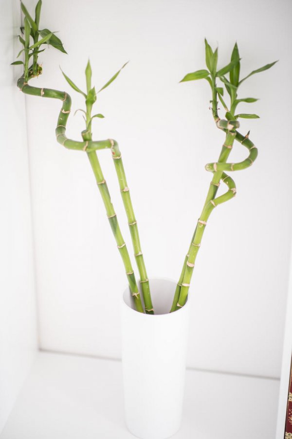 Szczęśliwy bambus (dracena Sandera)