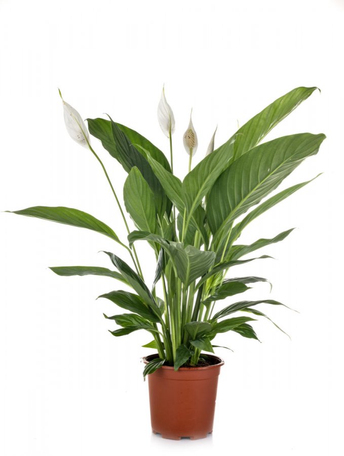 Skrzydłokwiat, Lilia pokoju, Spathiphyllum