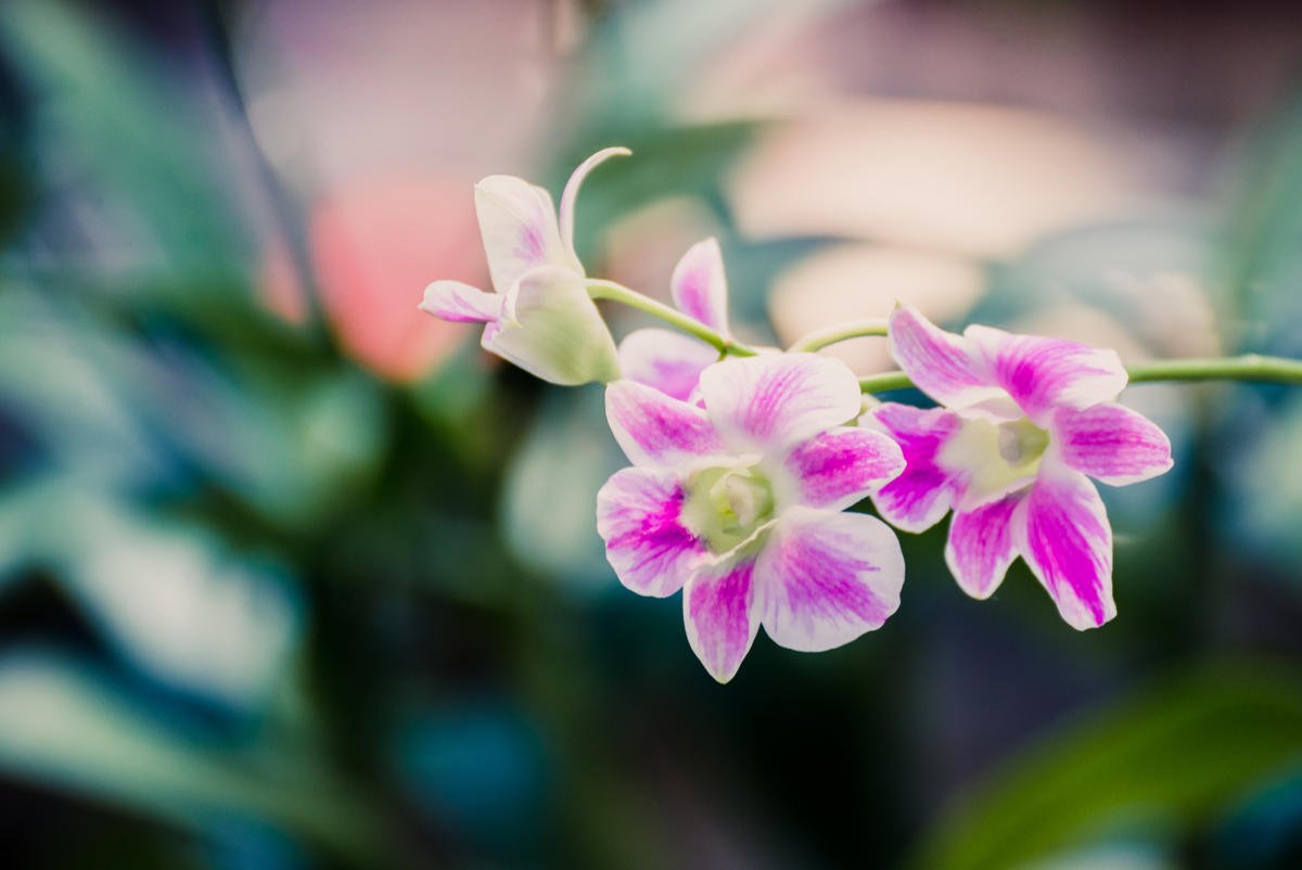 Storczyki (Orchidea)