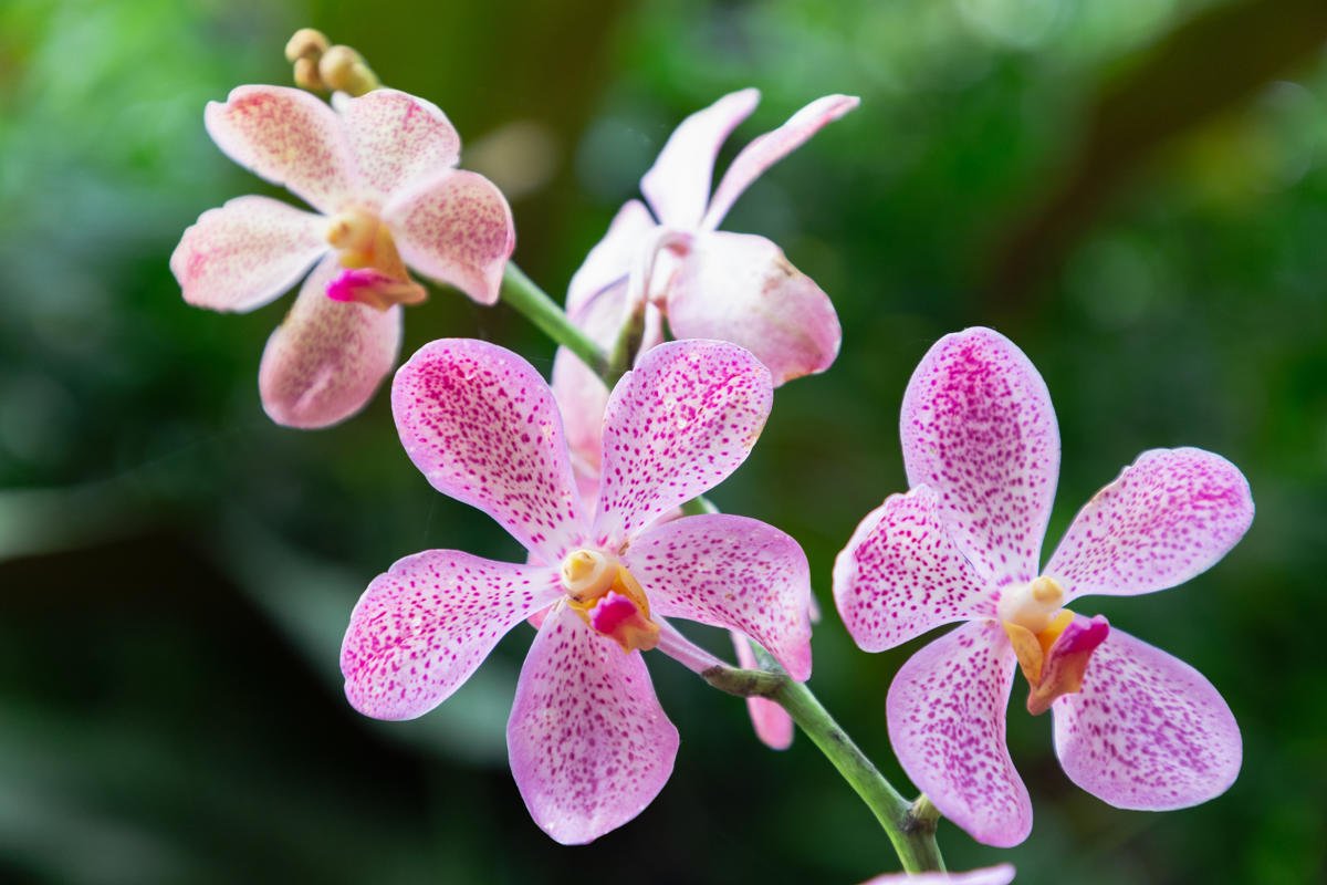 Storczyki (Orchidea)