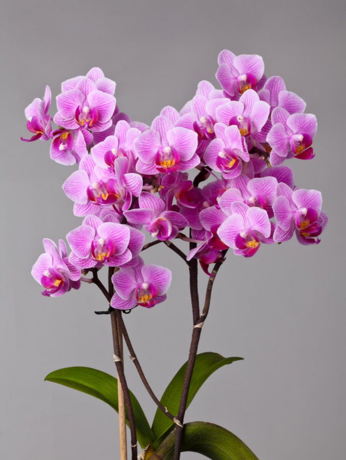 Storczyki (Orchidea)