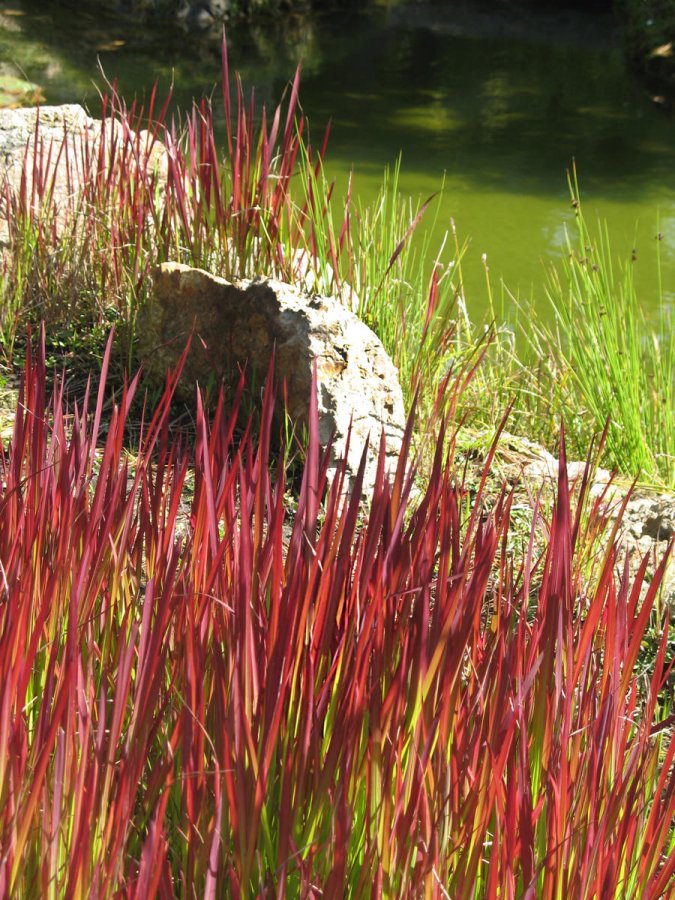 Imperata cylindryczna "Red Baron"