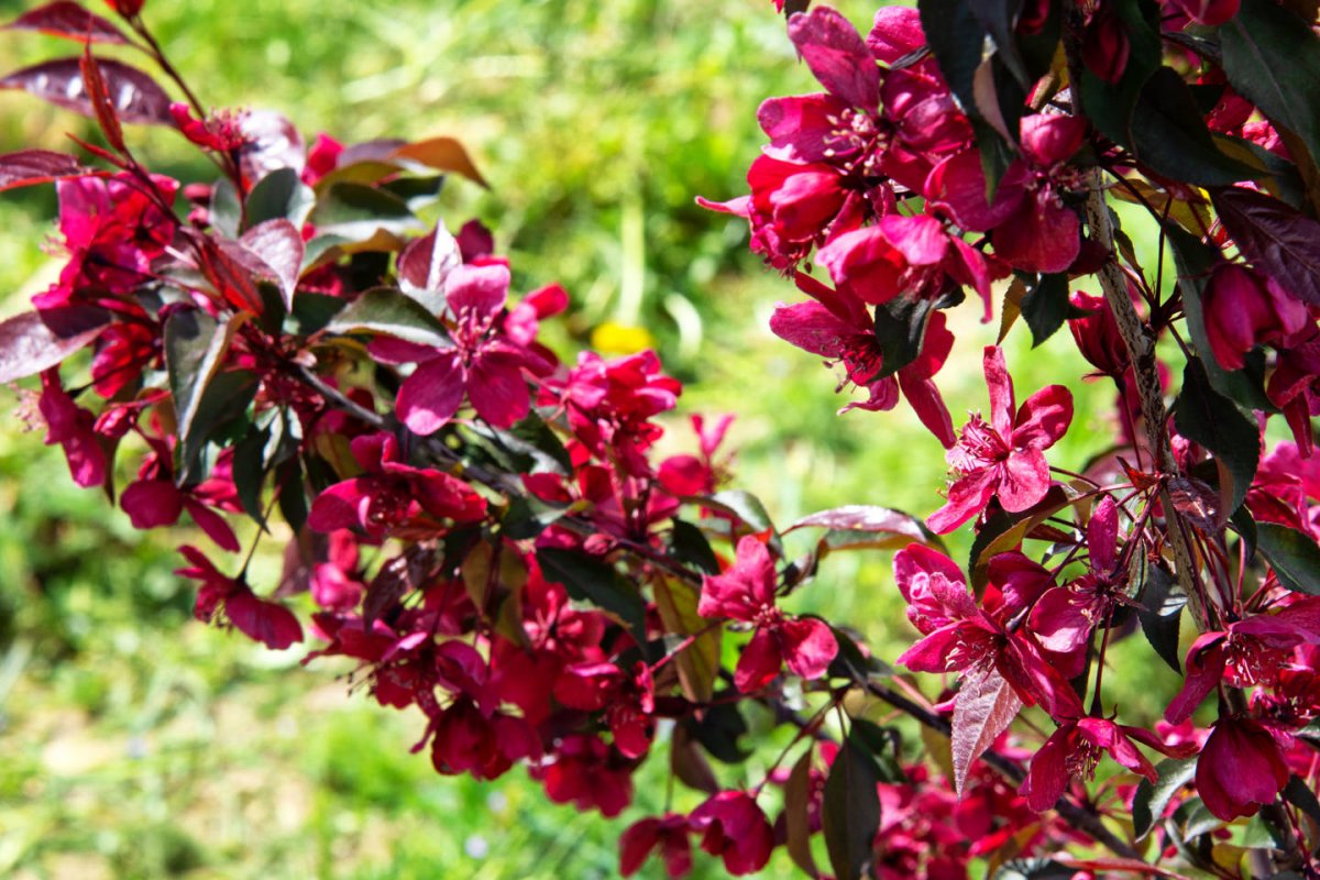 Jabłoń rajska "Royalty"