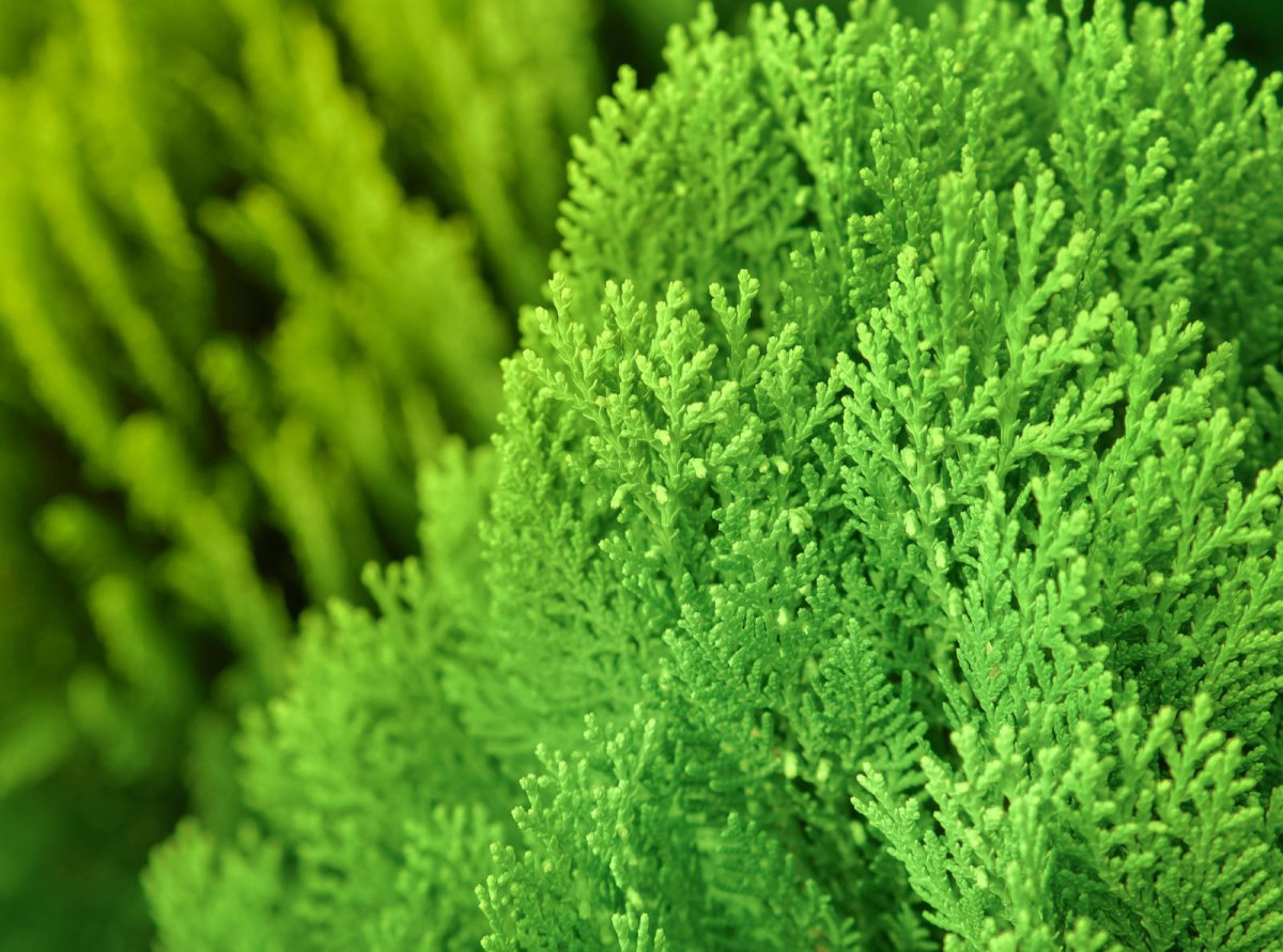 Cyprysik tępołuskowy