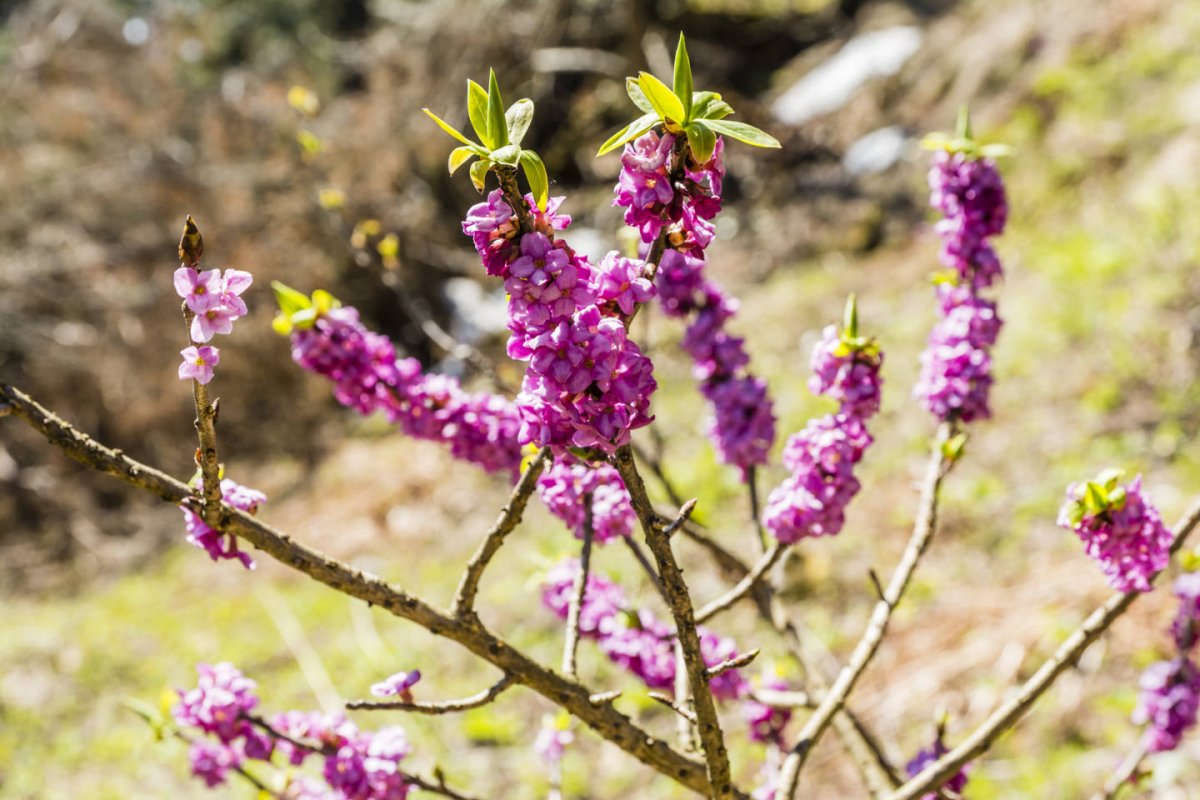 Wawrzynek wilczełyko