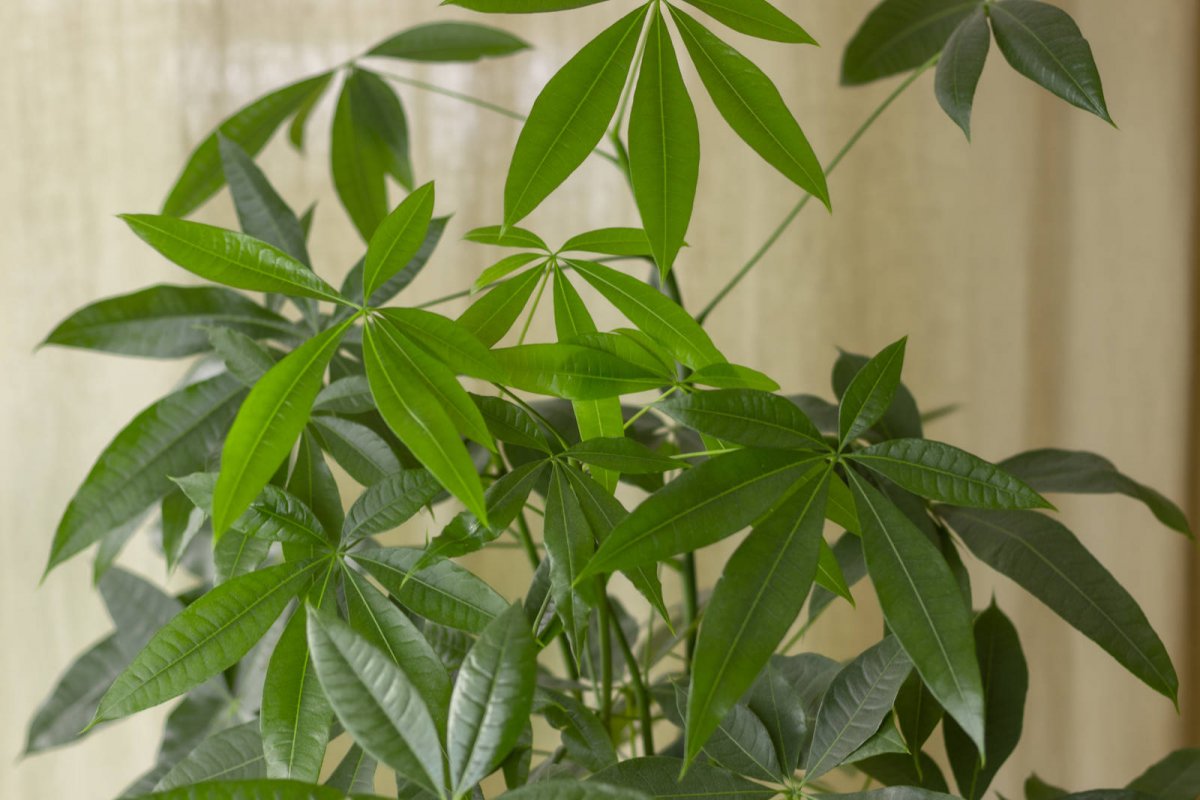 Pachira wodna (Pachira Aquatica)