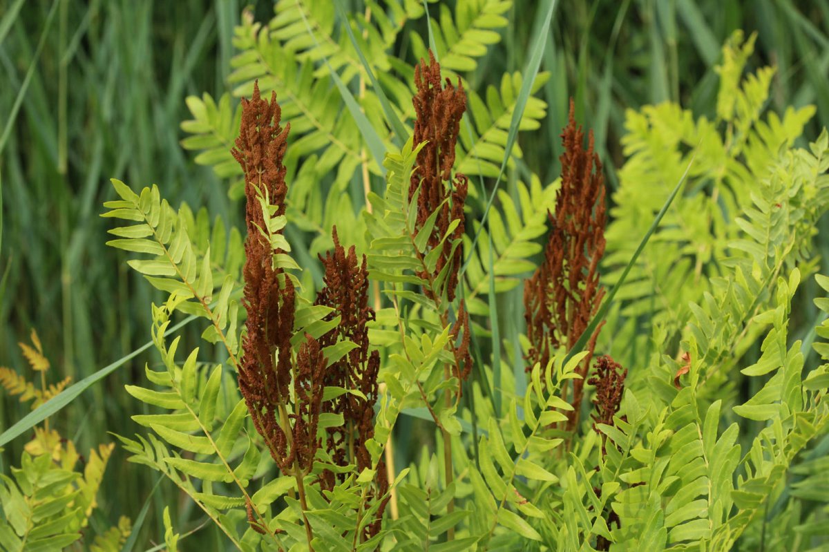 Długosz królewski (Osmunda regalis)