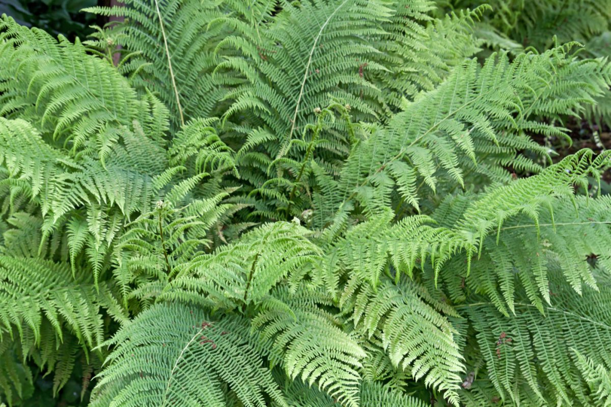 Nerecznica samcza (Dryopteris filix-mas)