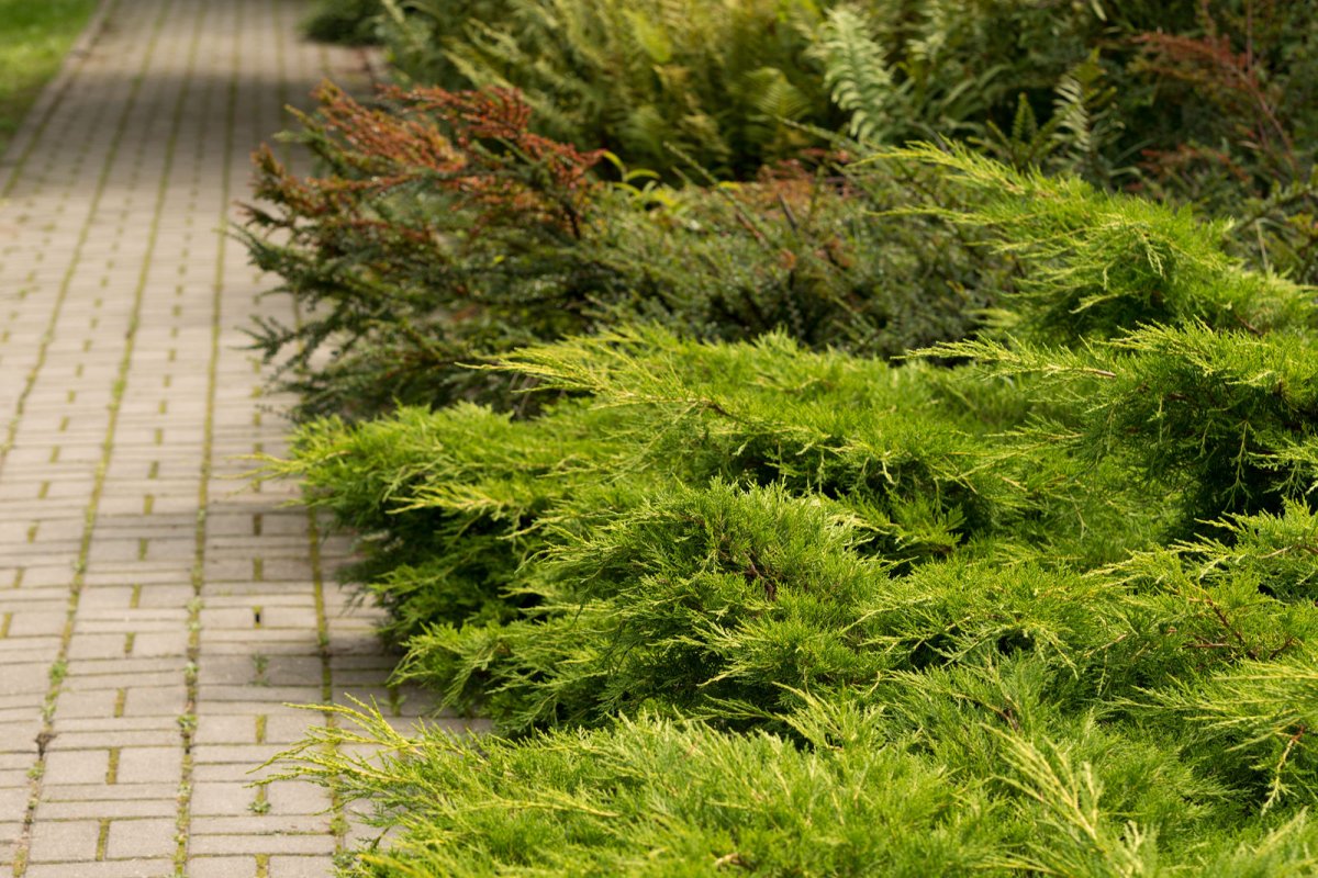 Jałowiec płożący