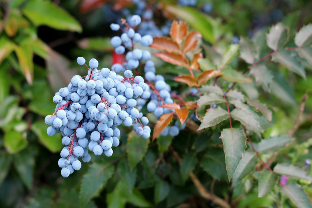 Mahonia pospolita