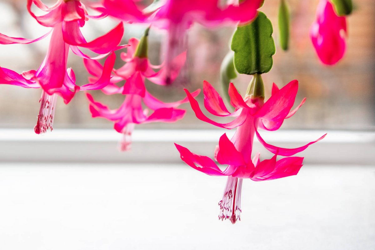 Szlumbergera kwiat