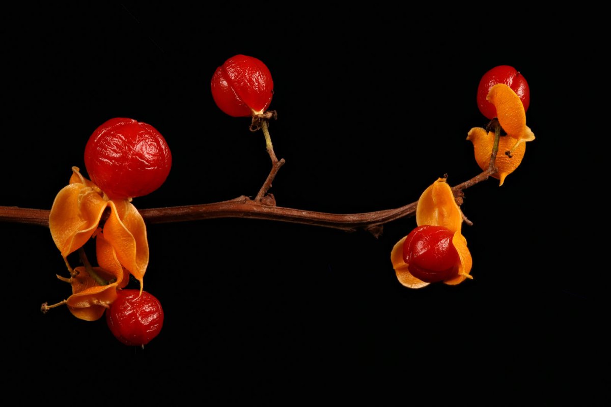 Dławisz okrągłolistny - owoce