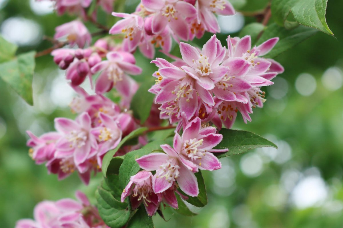 Żylistek mieszańcowy - Tourbillon rouge