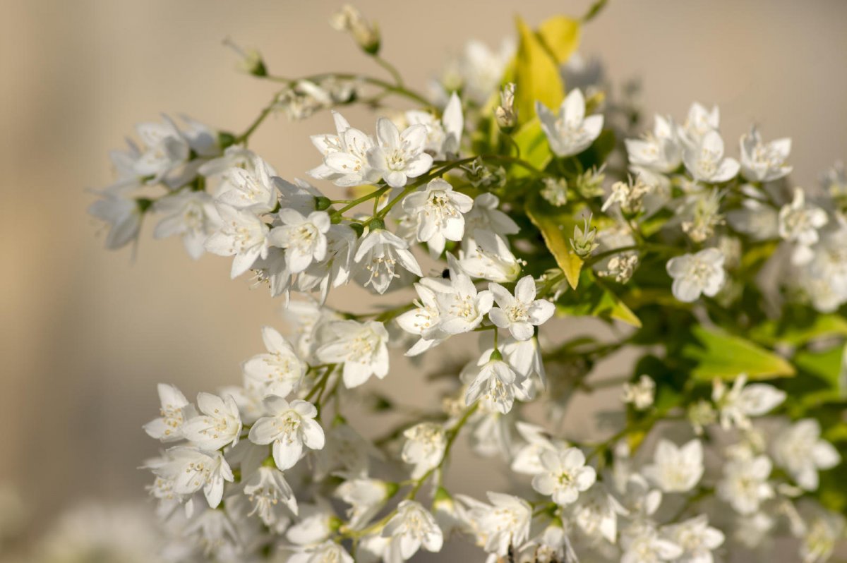 Żylistek wysmukły - deutzia gracilis