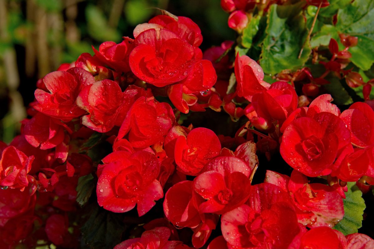 Begonia zimowa (Begonia elatior)