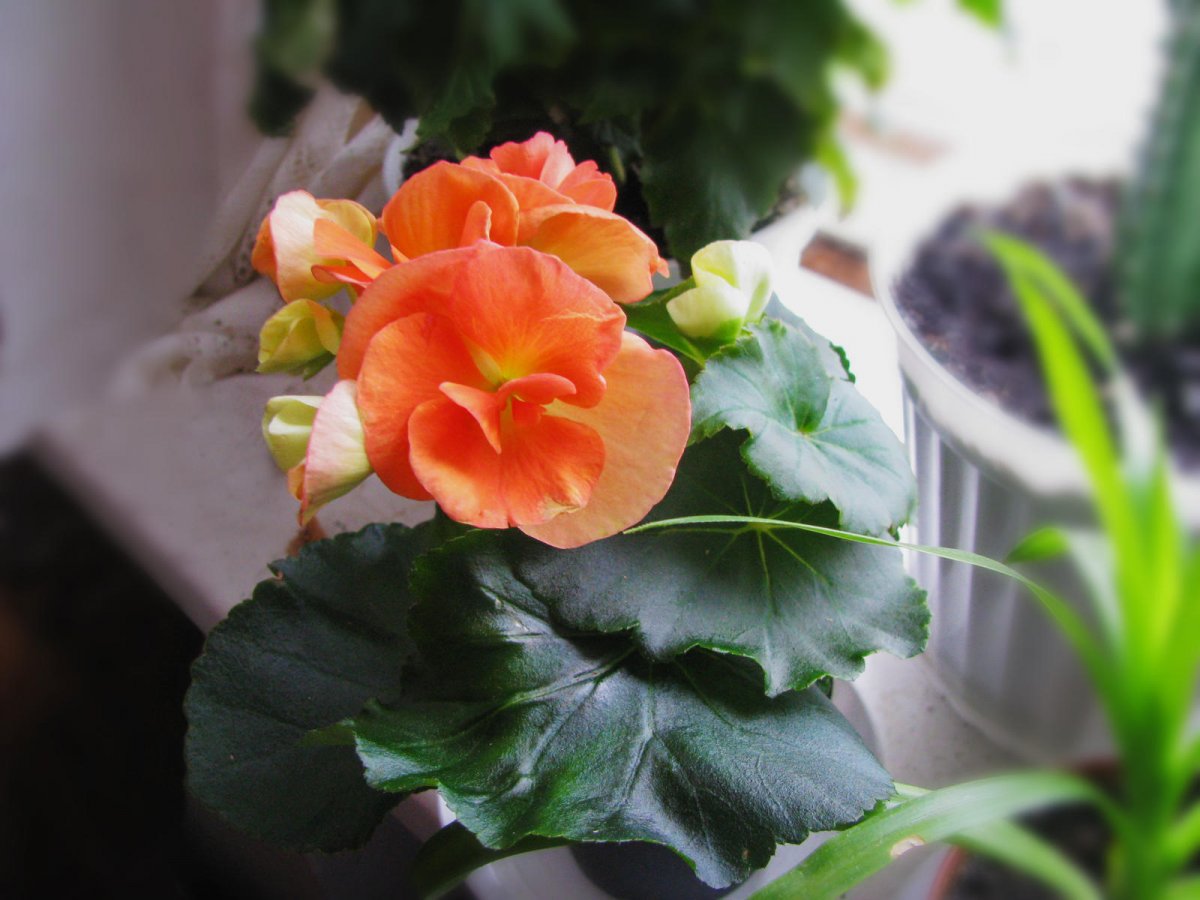 Begonia zimowa (Begonia elatior)