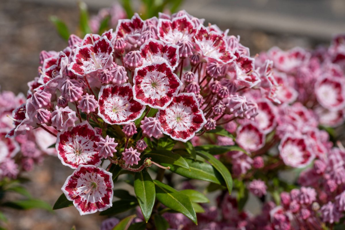 Kalmia szerokolistna (Kalmia latifolia)