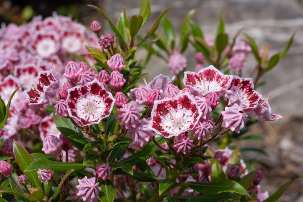 Kalmia szerokolistna (Kalmia latifolia)