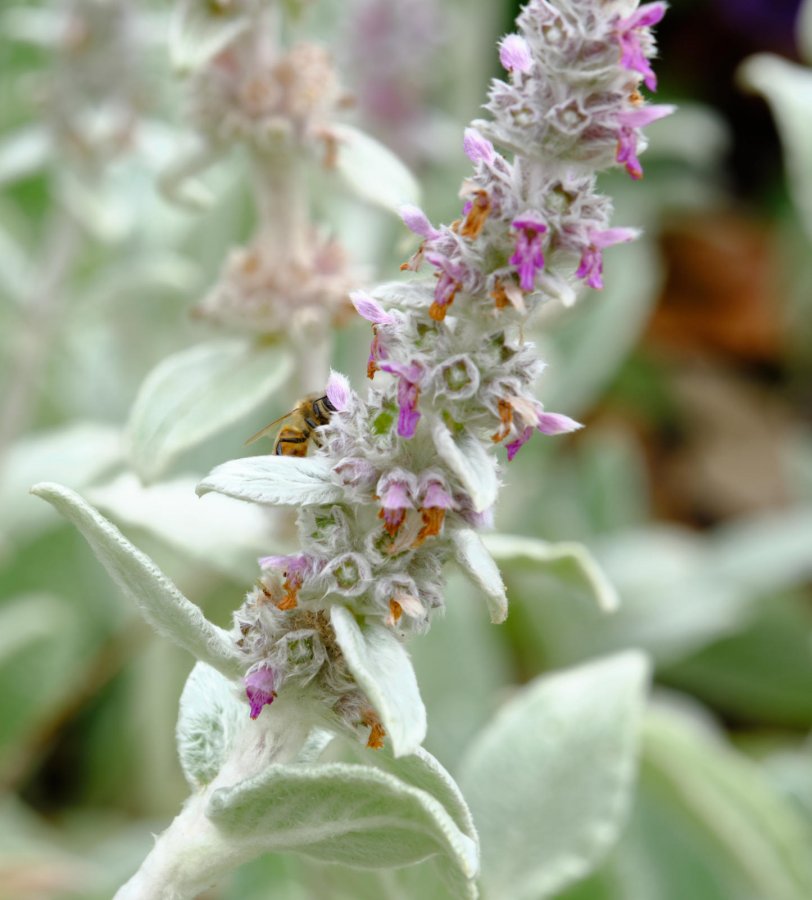 Kwiat czyśćca wełnistego