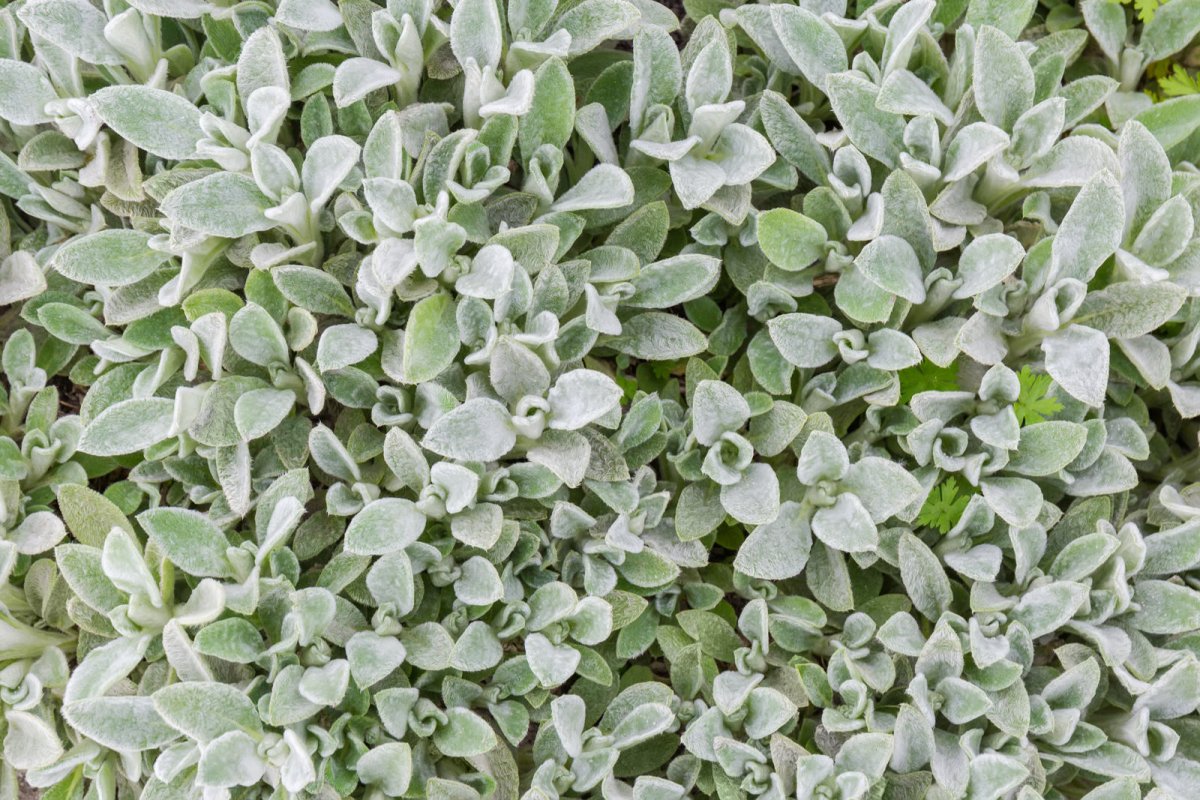 Czyściec wełnisty: młode liście