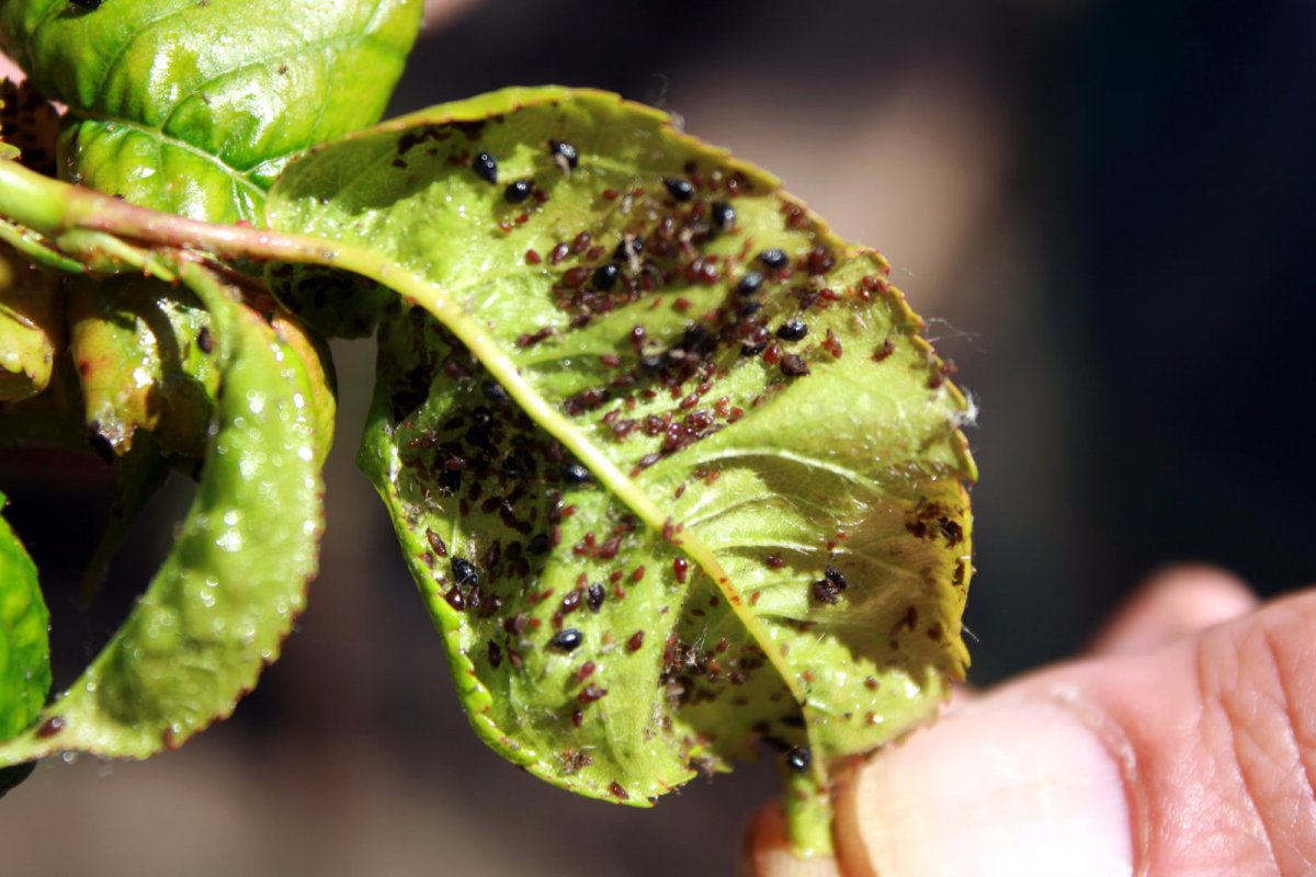 Mszyca na liściach wiśni