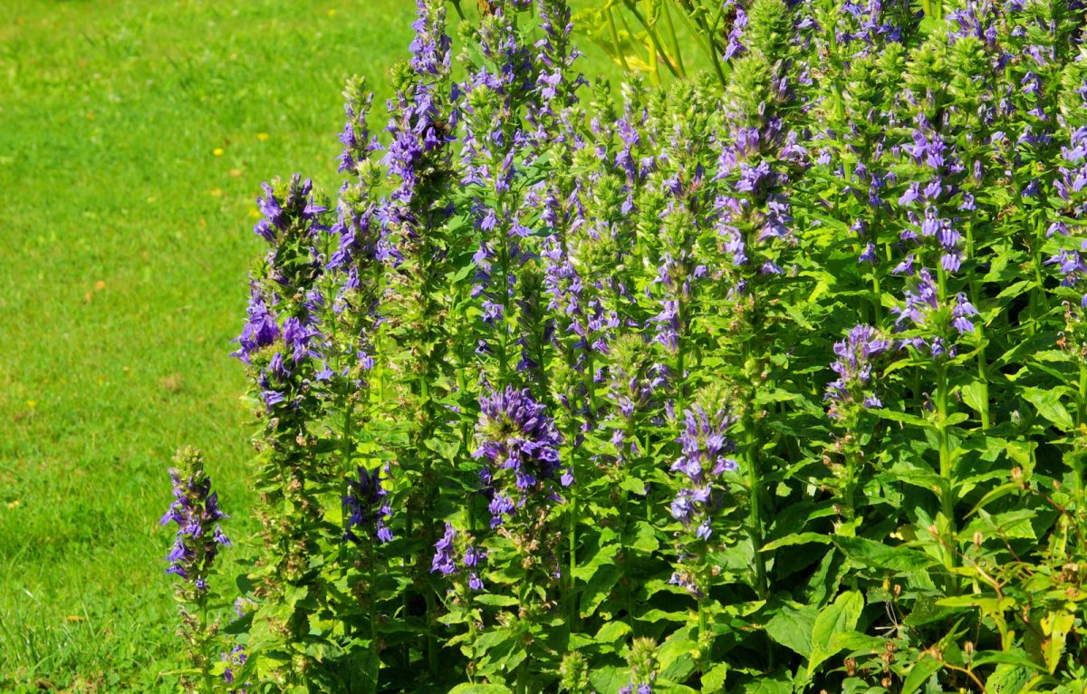 Dąbrówka rozłogowa