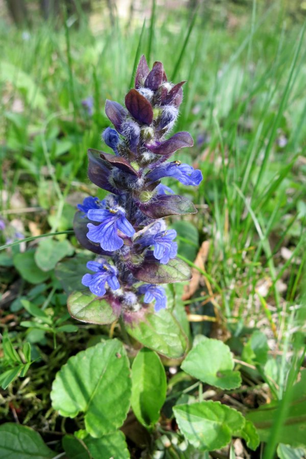 Dąbrówka rozłogowa - kwiat