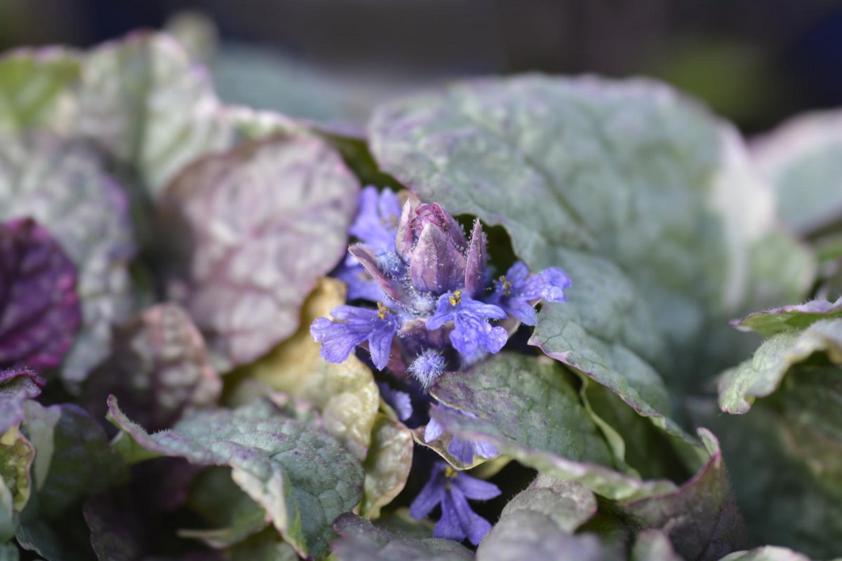 Dąbrówka rozłogowa Burgundy Glow