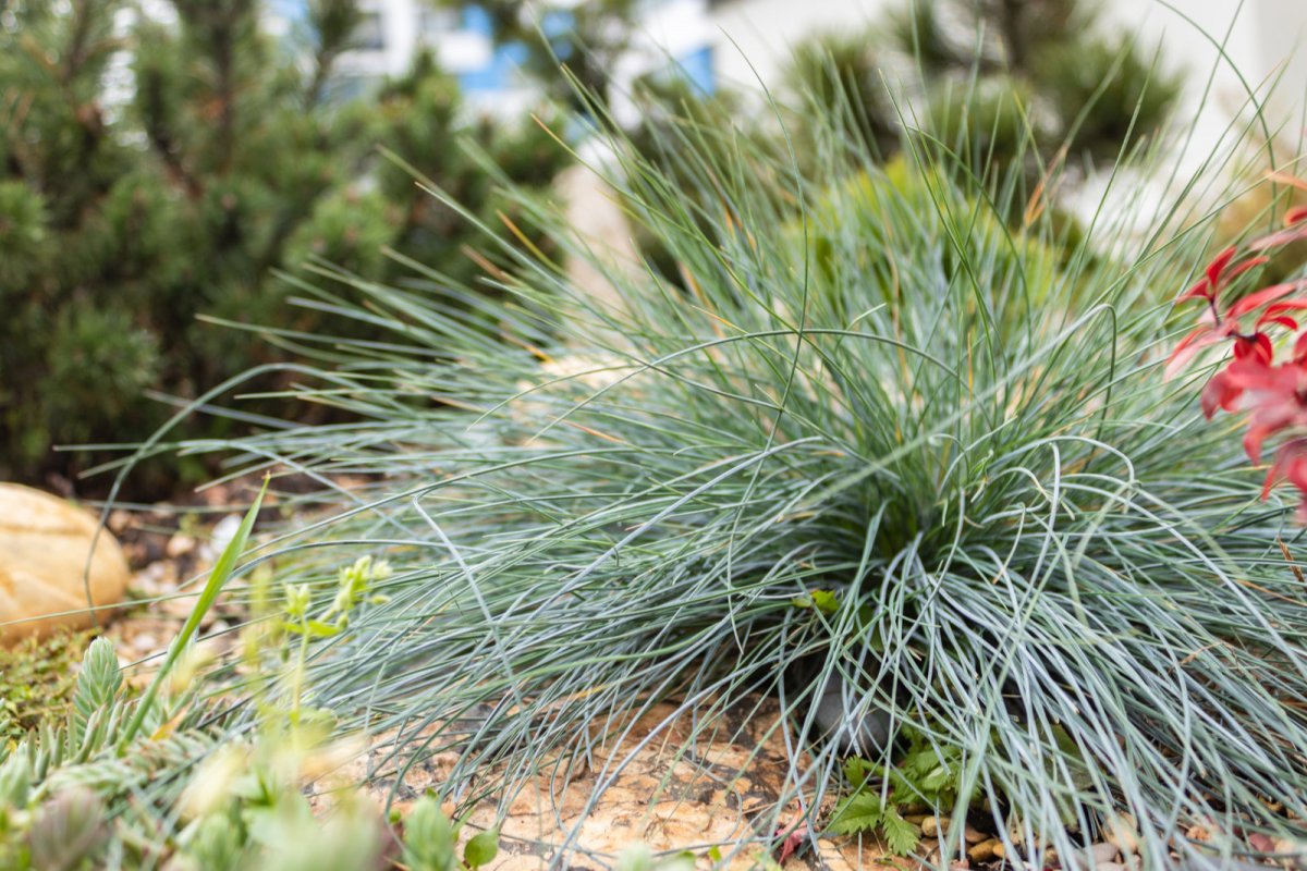 Kostrzewa sina (Festuca glauca) 