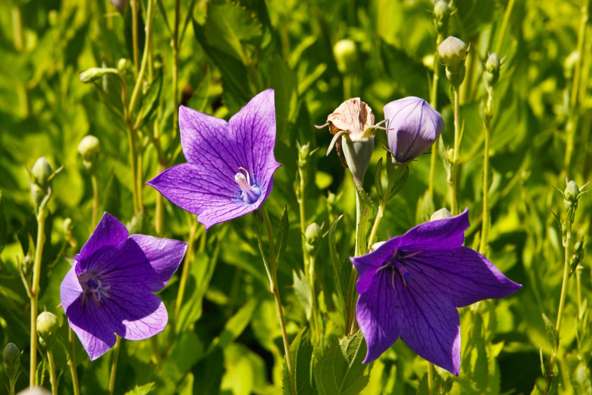 Platycodon (rozwar wielkokwiatowy)