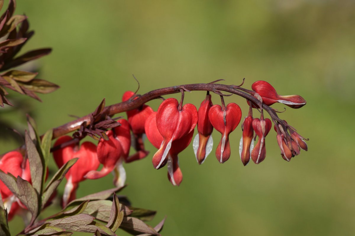 Serduszka okazała 'Valentine'