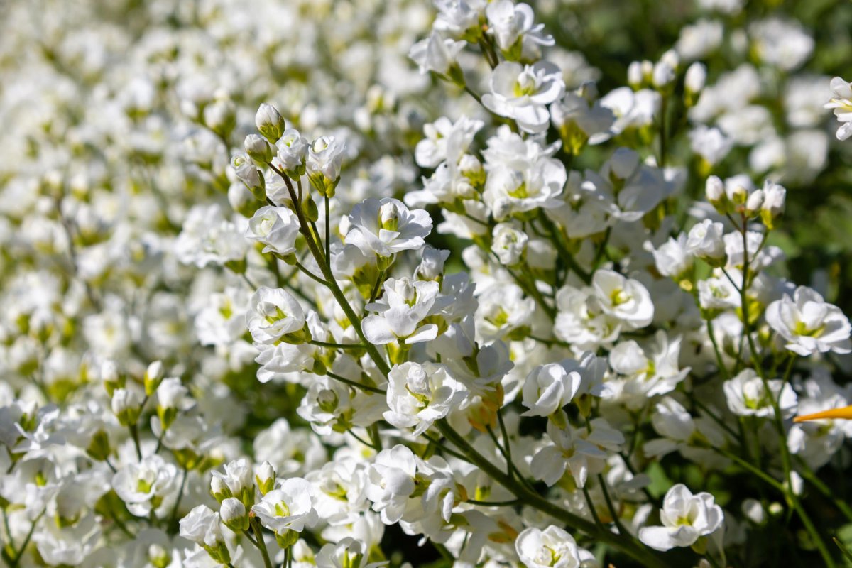 Gęsiówka kaukaska Plena