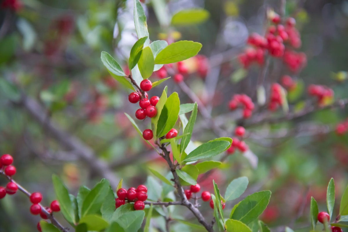 Owoce wawrzynka wilczełyko