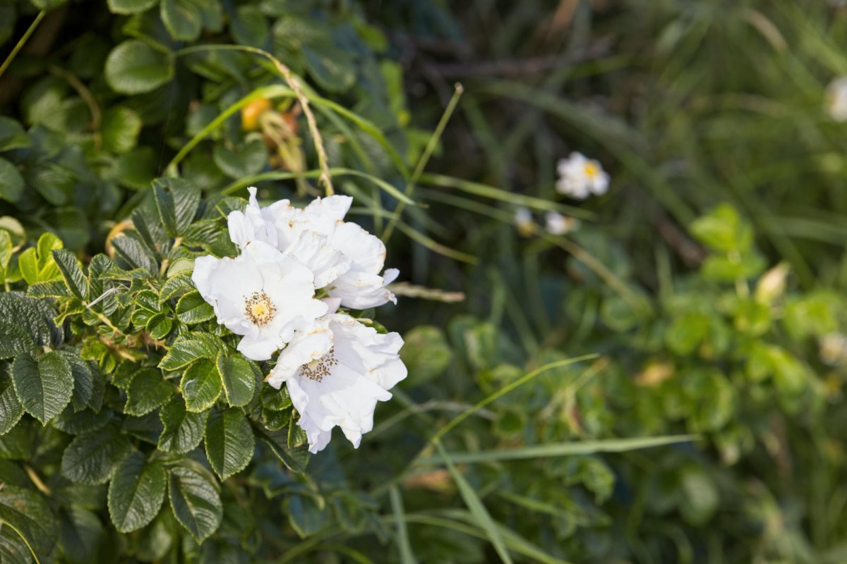 Róża pomarszczona odmiana Alba